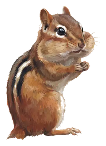 A painted chipmunk sitting up with full cheeks