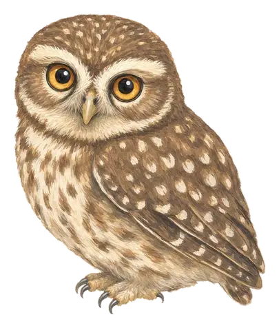 A painted little owl with wide amber eyes